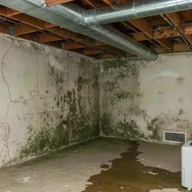 Professional Mold Removal in Glasgow, KY